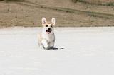 CORGI PEMBROKE 203